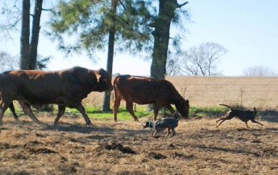 Lacy Dogs heading cows